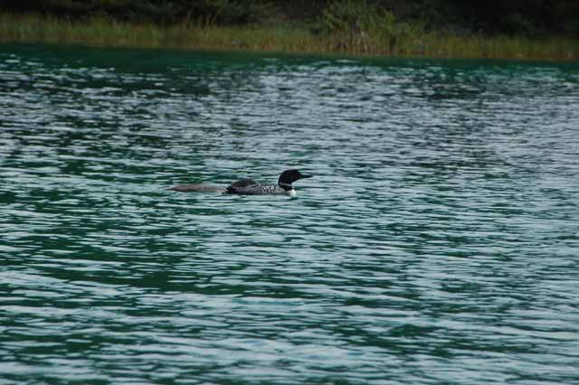 loon on one of the lakes at Valley of the Five Lakes